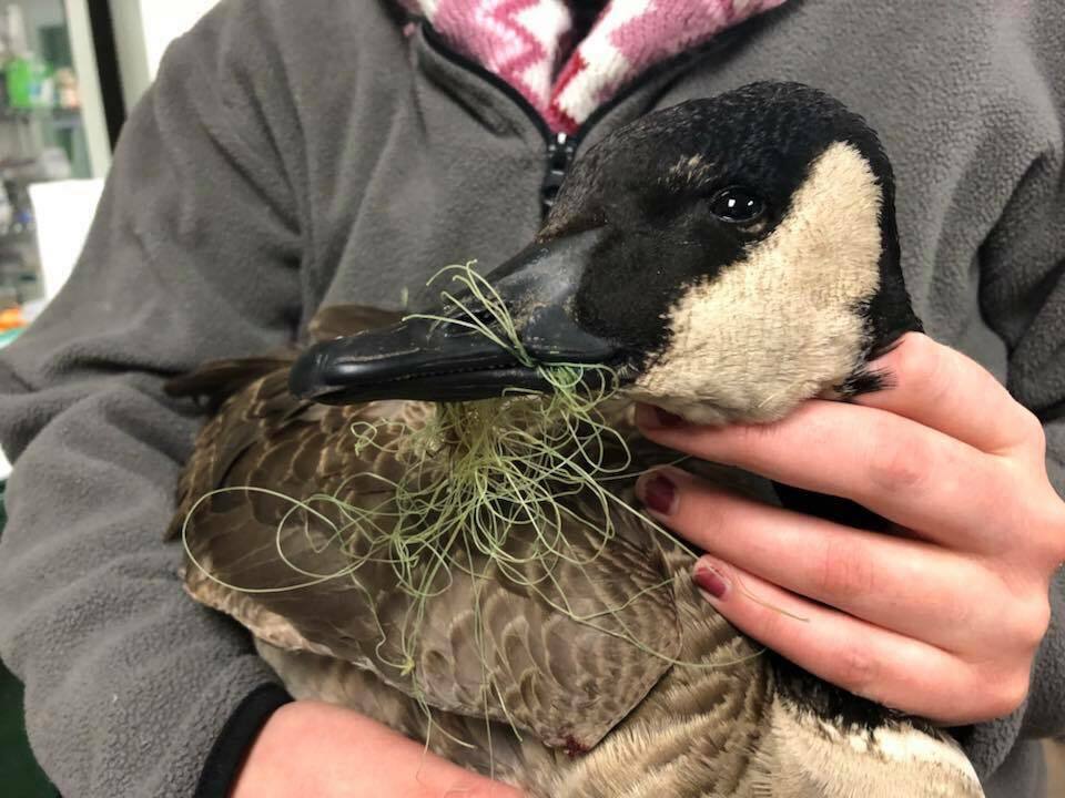 Beautiful duck in natural habitat